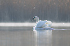 mute swan swims at the lake