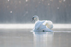 mute swan swims at the lake