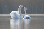 mute swans on the lake
