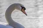 Mute Swan portrait