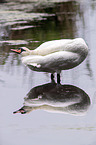 standing Mute Swan