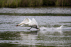 flying Mute Swan