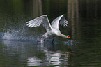 flying Mute Swan