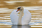 swimming Mute Swan