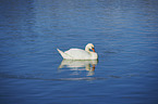 swimming Mute Swan