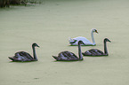 mute swans