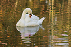 mute swan