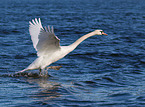 mute swan