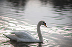 mute swan