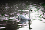 mute swans