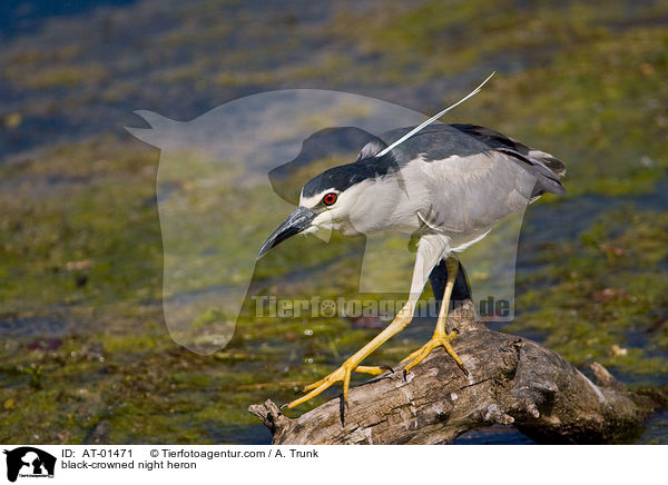 black-crowned night heron / AT-01471