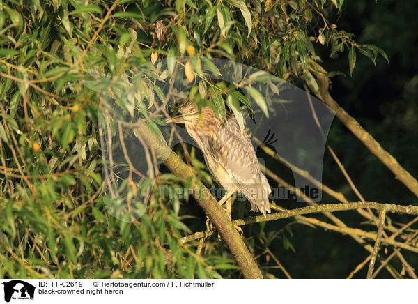 black-crowned night heron / FF-02619