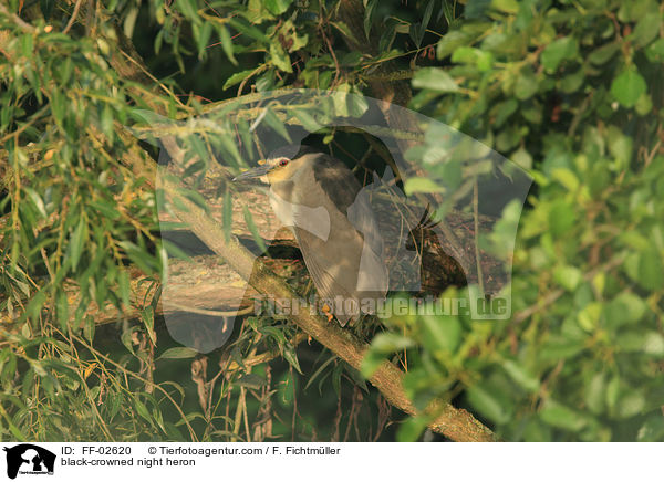 black-crowned night heron / FF-02620