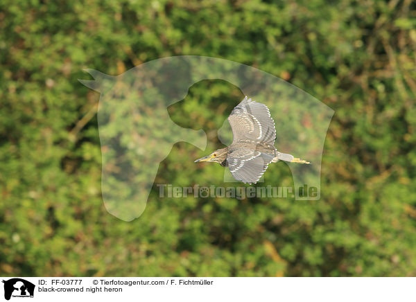 black-crowned night heron / FF-03777