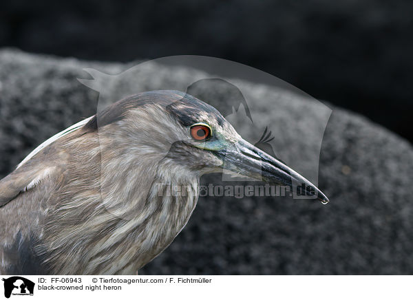 black-crowned night heron / FF-06943