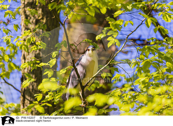 black-crowned night heron / PW-10207