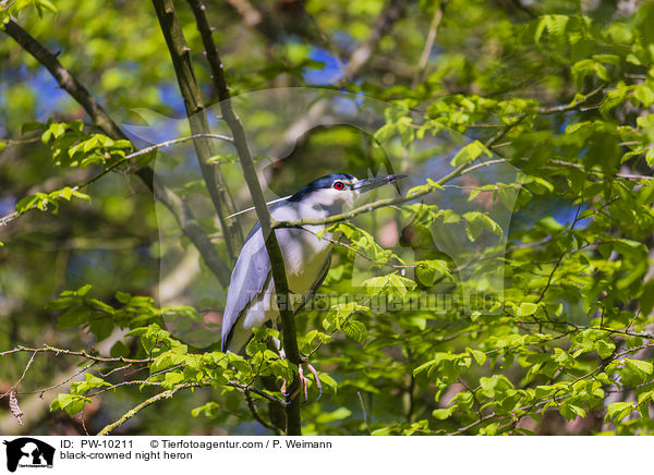 black-crowned night heron / PW-10211