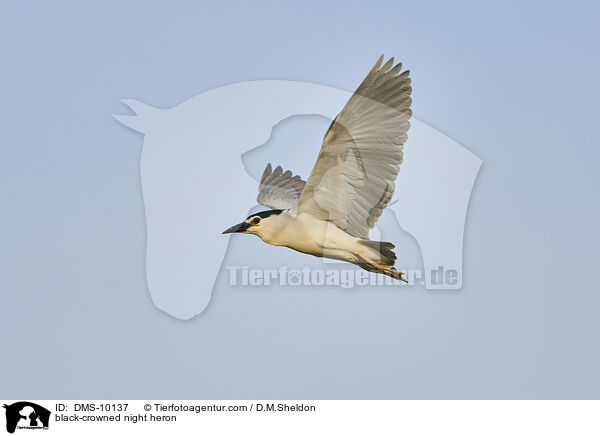 black-crowned night heron / DMS-10137