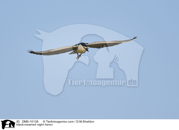 black-crowned night heron / DMS-10138