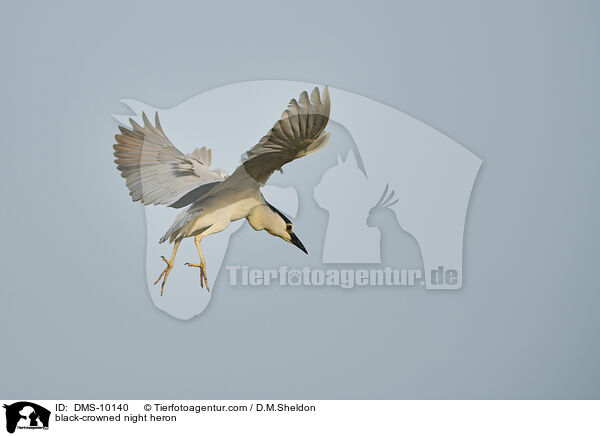 black-crowned night heron / DMS-10140