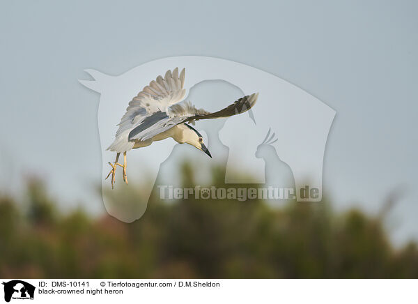 black-crowned night heron / DMS-10141