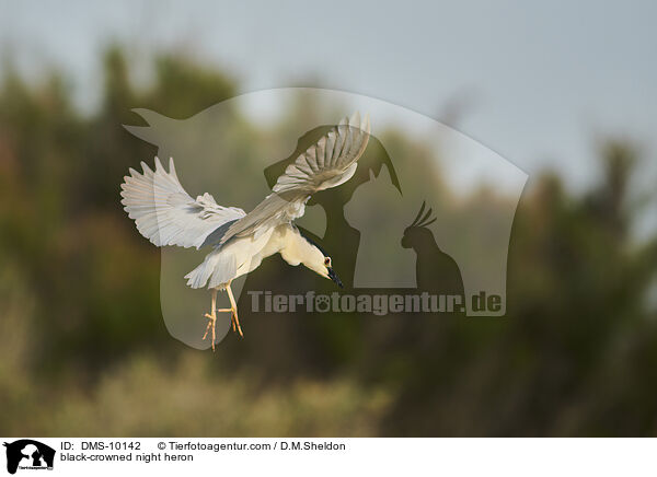 black-crowned night heron / DMS-10142