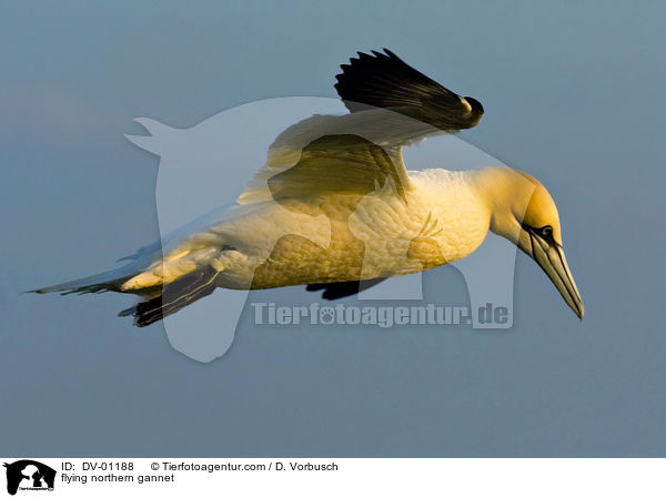Basstlpel im Flug / flying northern gannet / DV-01188