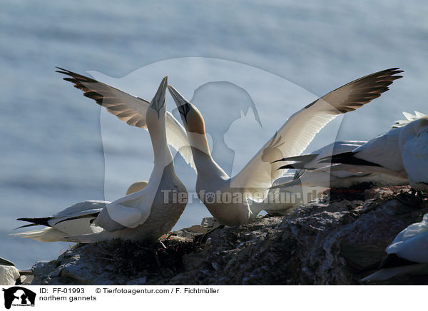 Batlpel / northern gannets / FF-01993