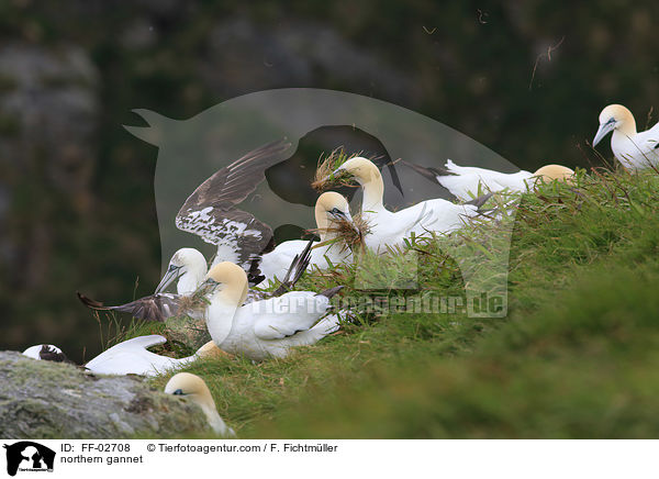 Batlpel / northern gannet / FF-02708