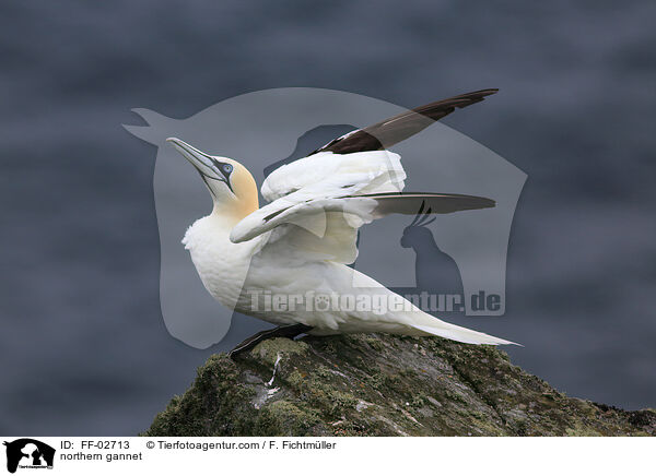 Batlpel / northern gannet / FF-02713