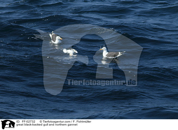 Mantelmwe und Batlpel / great black-backed gull and northern gannet / FF-02732