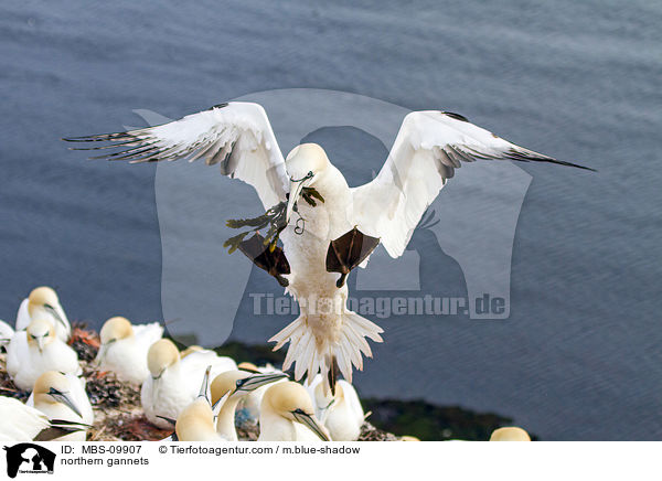Batlpel / northern gannets / MBS-09907
