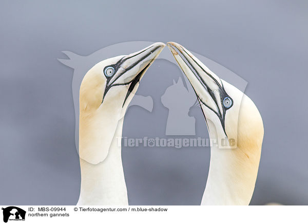 Batlpel / northern gannets / MBS-09944