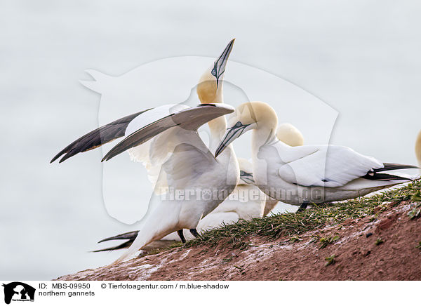 Batlpel / northern gannets / MBS-09950