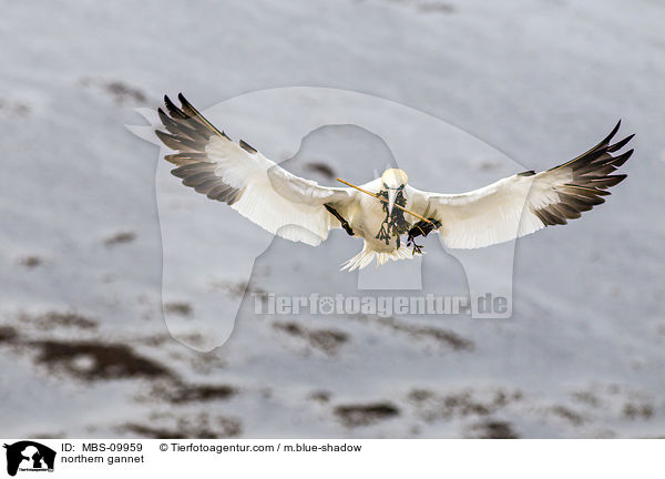 Batlpel / northern gannet / MBS-09959