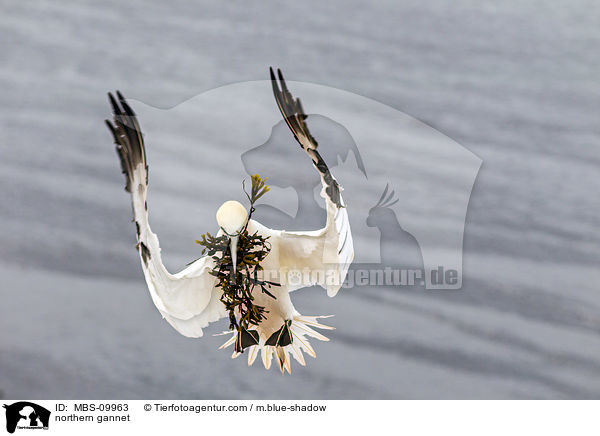 Batlpel / northern gannet / MBS-09963