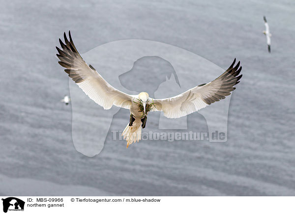 Batlpel / northern gannet / MBS-09966