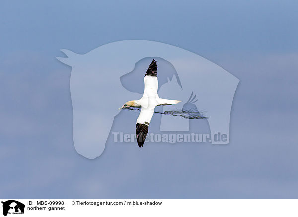 Batlpel / northern gannet / MBS-09998