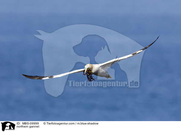 Batlpel / northern gannet / MBS-09999