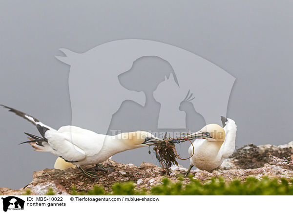Batlpel / northern gannets / MBS-10022