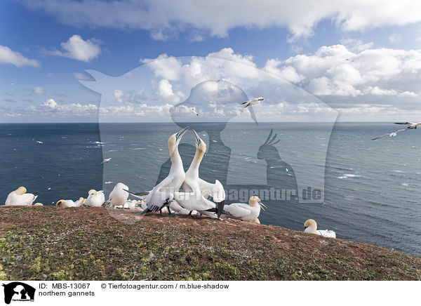 Basstlpel / northern gannets / MBS-13067