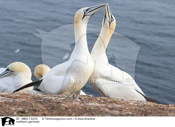 Basstlpel / northern gannets / MBS-13233