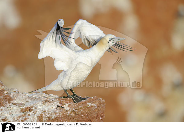 northern gannet / DV-03251