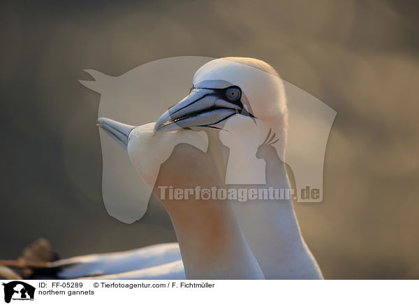 northern gannets / FF-05289