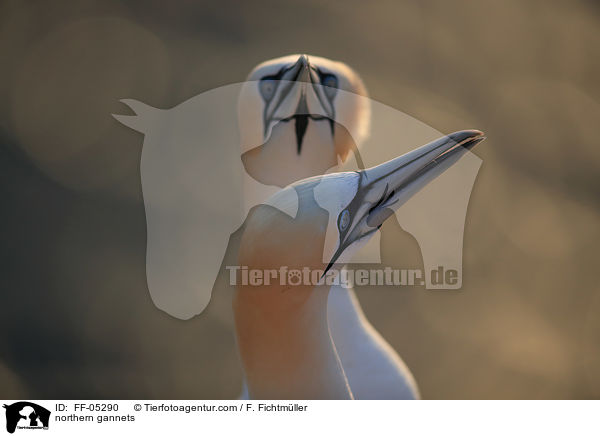 northern gannets / FF-05290