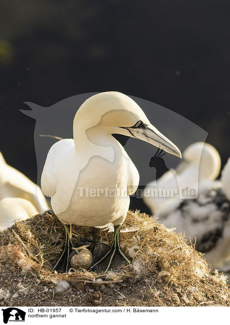 northern gannet / HB-01957