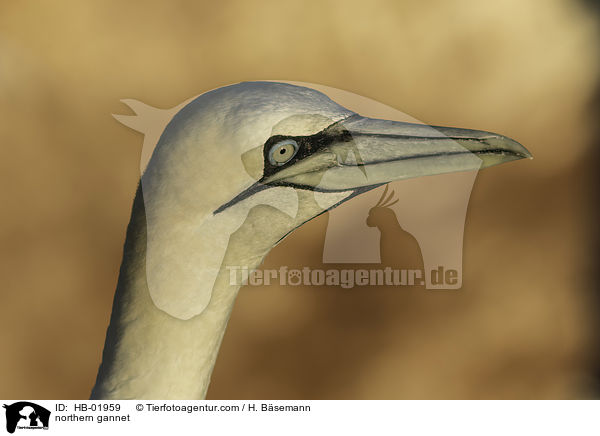 northern gannet / HB-01959