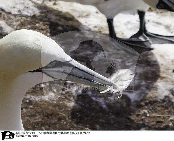 northern gannet / HB-01965