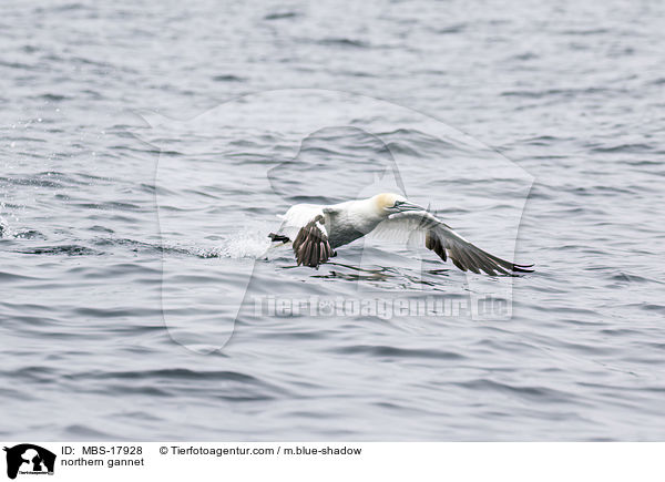 northern gannet / MBS-17928