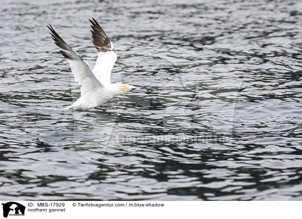 northern gannet / MBS-17929